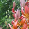 Orange lilies with green buds in garden.
