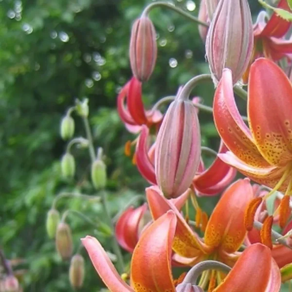 Orange lilies with green buds in garden.