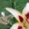 Yellow lily with red spots blooming outdoors.