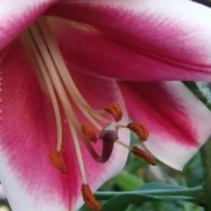 Closeup pink lily stamens and petals