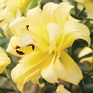 Yellow lilies with dark stamens in bloom.