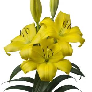 Yellow lilies with green leaves and buds.