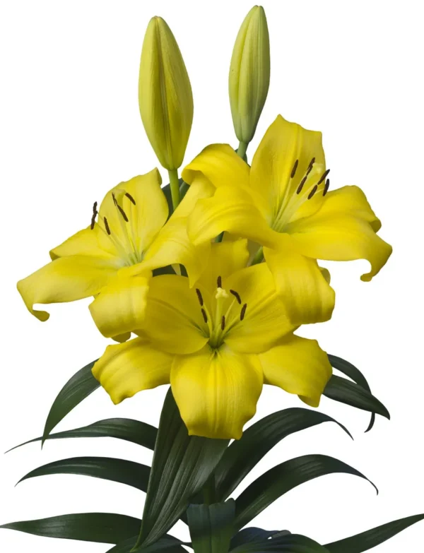 Yellow lilies with green leaves and buds.