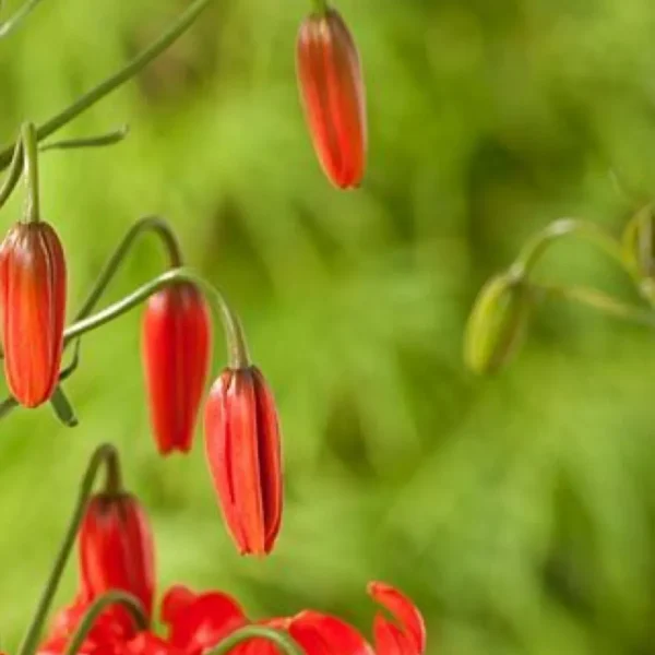 Cluster of hanging red tubular flower buds