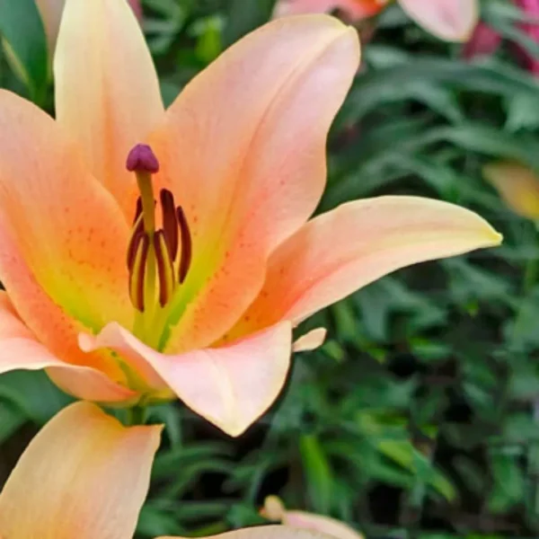 Peach lily blossom with visible stamens close-up