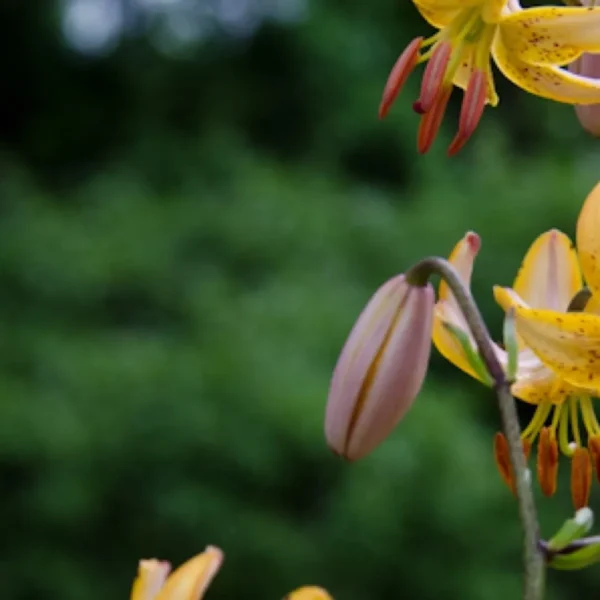 Yellow lilies with blurred green background.