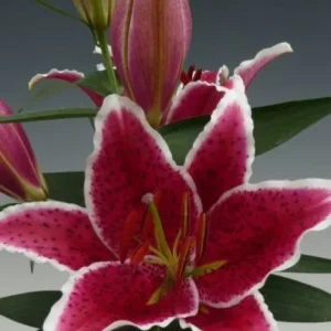 Pink lily with buds and green leaves.