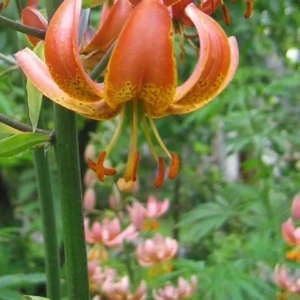 Orange lily flower with speckled petals.