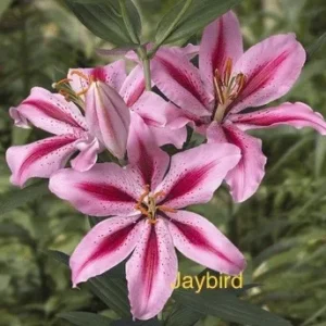 Cluster of pink speckled stargazer lilies