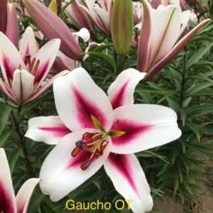 Pink and white lilies in a field.