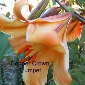 Copper Crown trumpet lily bloom.