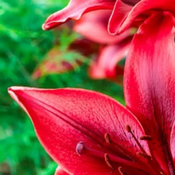 Vibrant red lily in green garden.