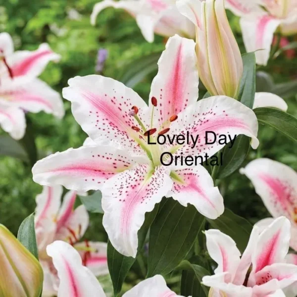 Pink and white spotted Oriental lilies