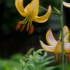 Yellow lilies with green foliage background.