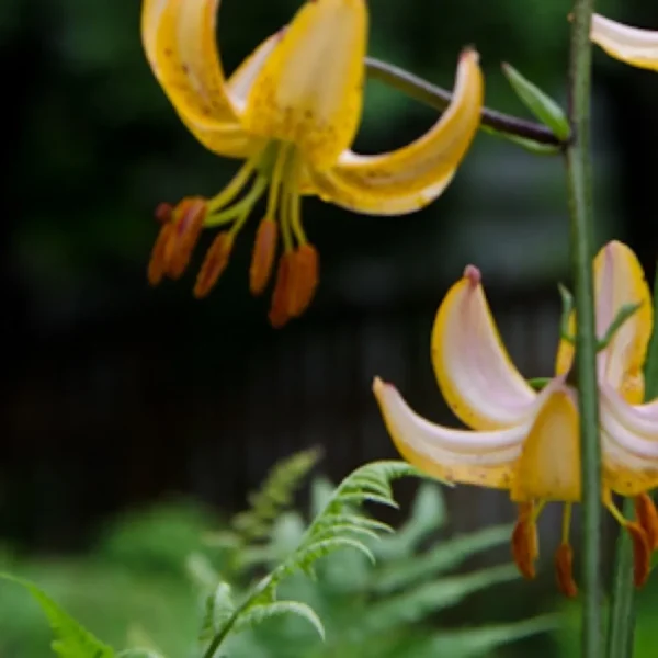 Yellow lilies with green foliage background.