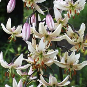 Lilies with white petals and pink accents.