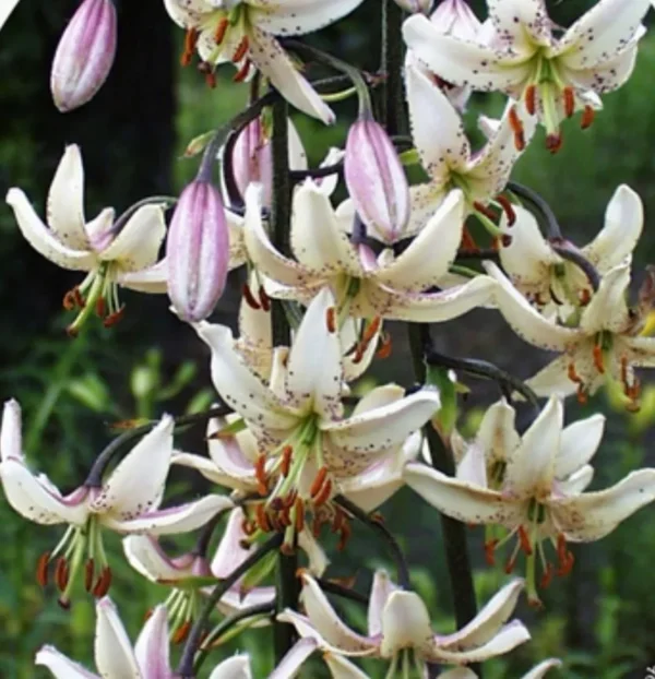 Lilies with white petals and pink accents.