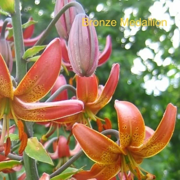 Orange lilies with green leaves outdoors.