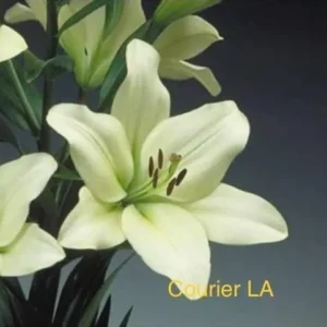 Cream-colored Courier LA lilies.