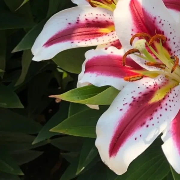 Red and white speckled lilies blooming.