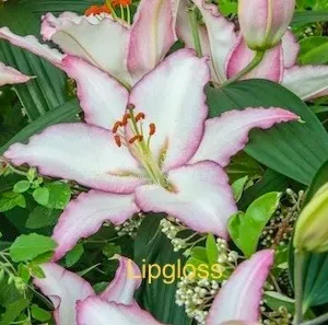 Here's a short alt tag for the image: `Pink and white lily flower bloom`