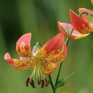 Orange and yellow speckled lilies blooming.