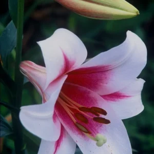 Pink and white Triumphator lily bloom.