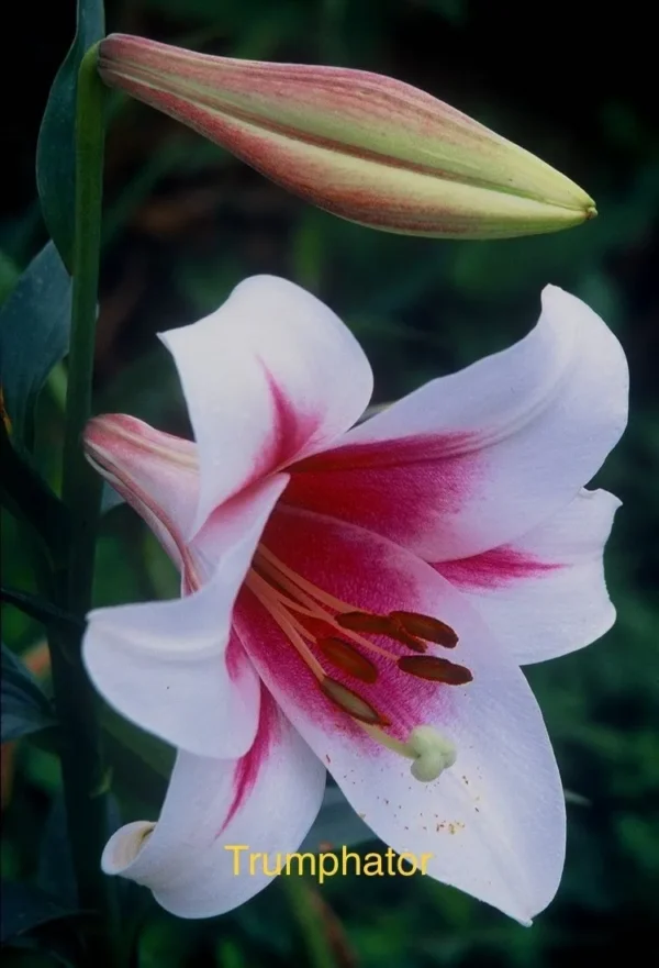 Pink and white Triumphator lily bloom.