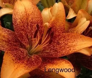 Here's an alt tag for the image: Orange Longwood lily with dark speckles.