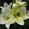 Creamy white lilies in full bloom.
