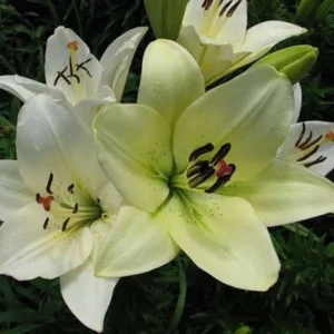 Creamy white lilies in full bloom.