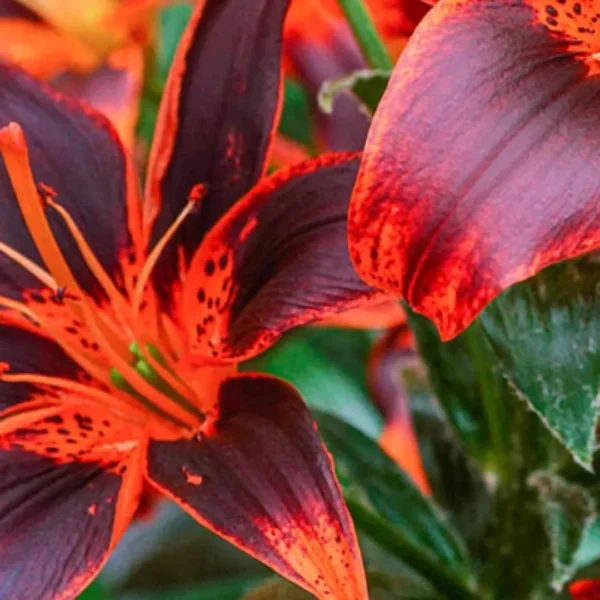 Red and black speckled lilies.