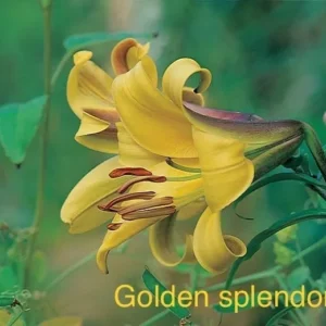 Golden splendor lily flower bloom.
