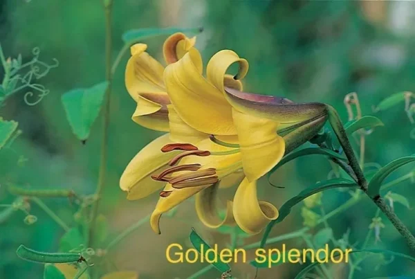 Golden splendor lily flower bloom.