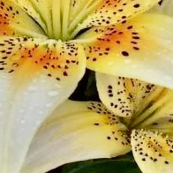 Yellow lily with orange speckles and water droplets.