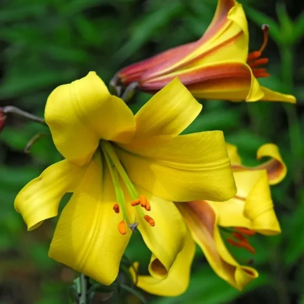 Bright yellow lilies in full bloom.