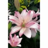 Pink double-petaled lily blossom close-up