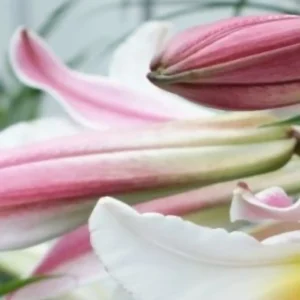 Pink and white lily flower buds.