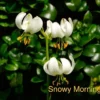 Here's an alt tag for the image: Three white lilies, snowy morning bloom.