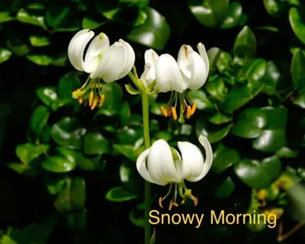 Here's an alt tag for the image: Three white lilies, snowy morning bloom.