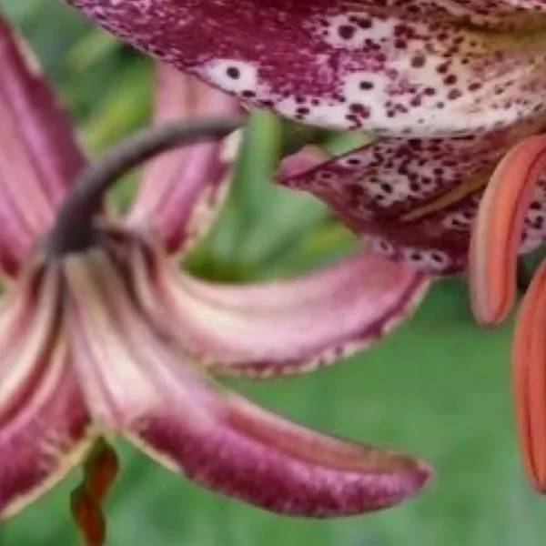 Purple and pink lilies in bloom.