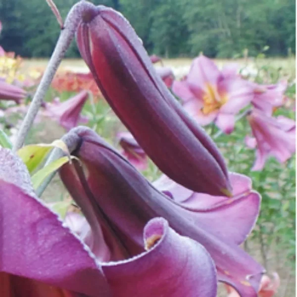Dark purple lily buds blooming.