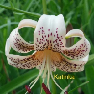 Here's an alt tag for the image: Cream lily, maroon spots, Katinka.