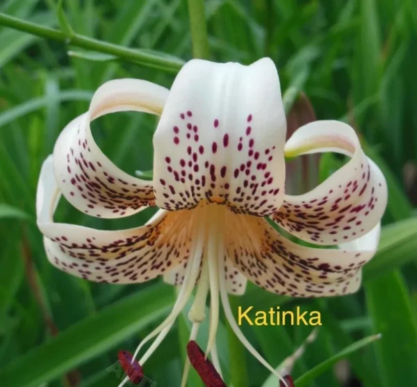 Here's an alt tag for the image: Cream lily, maroon spots, Katinka.