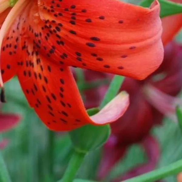 Red lily with black spots close-up.