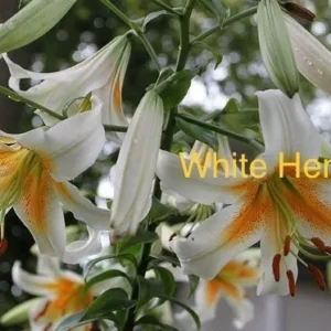 White Henryi lilies in bloom.