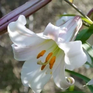 White lily flower, L. leucanthum.