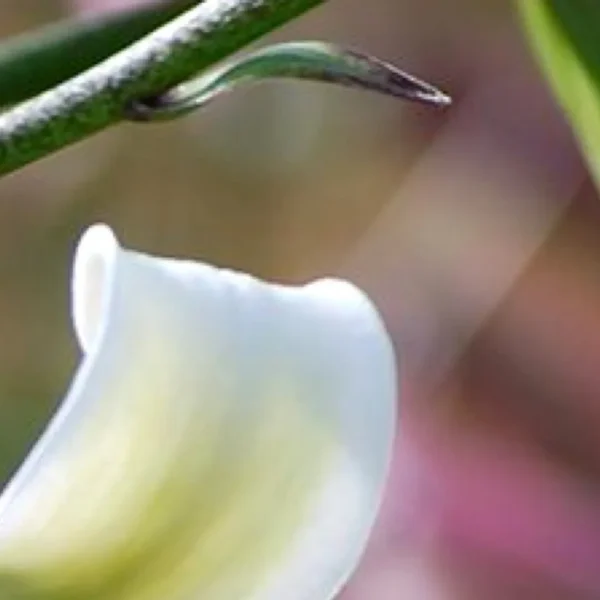 Close-up of a white calla lily.