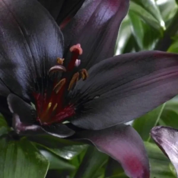 Dark purple lily flower bloom.