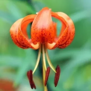 Orange tiger lily in bloom.